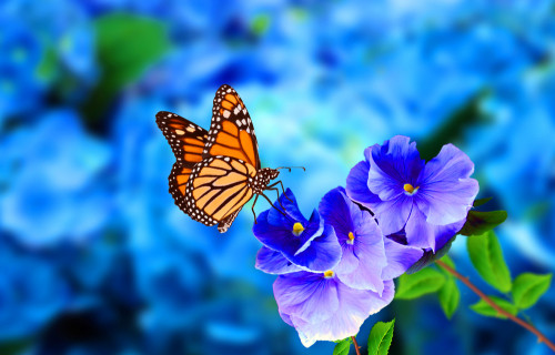 Krafttiere: Foto: © Candy_Plus / shutterstock / #1244524324